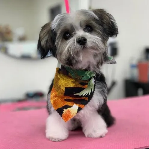 Small dog with colorful bandana on grooming table